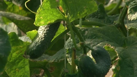Growing cucumbers in a greenhouse. Stock Footage 314254310