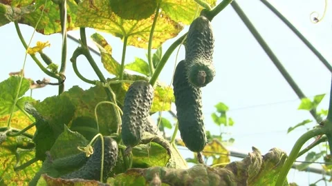Growing cucumbers in a greenhouse. Stock Footage 314254351