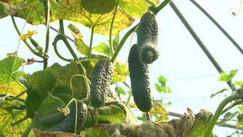 Growing cucumbers in a greenhouse. Stock Footage 314254371
