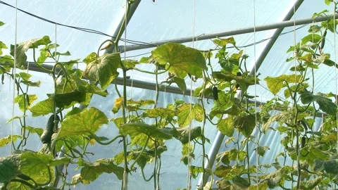 Growing cucumbers in a greenhouse. Stock Footage 314254372