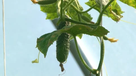 Growing cucumbers in a greenhouse. Stock Footage 314254374