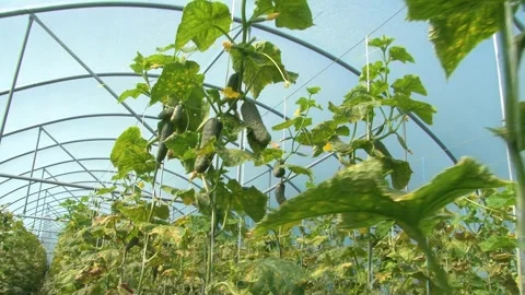 Growing cucumbers in a greenhouse. Stock Footage 314254534
