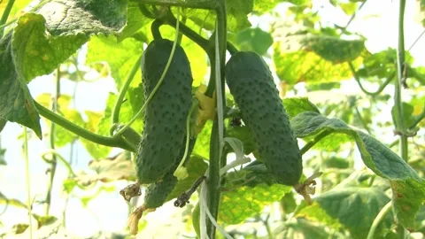 Growing cucumbers in a greenhouse. Stock Footage 314254560