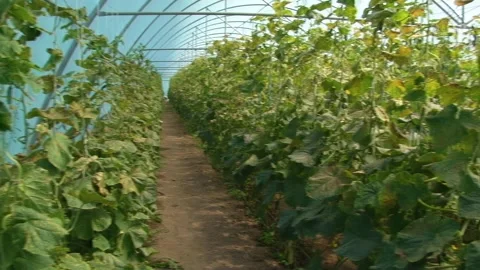 Growing cucumbers in a greenhouse. Stock Footage 314254562