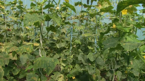 Growing cucumbers in a greenhouse. Stock Footage 314254592