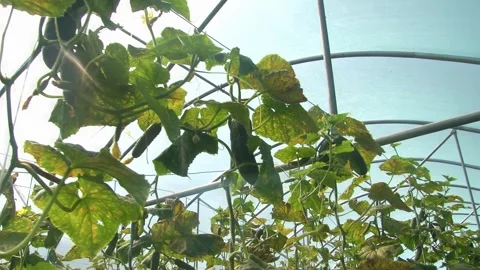 Growing cucumbers in a greenhouse. Stock Footage 314254624