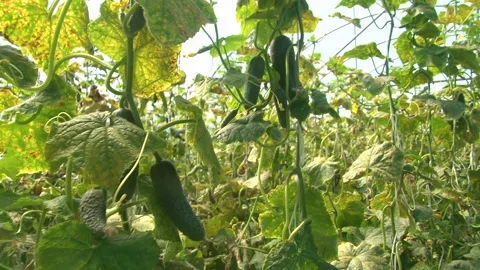 Growing cucumbers in a greenhouse. Stock Footage 314254684