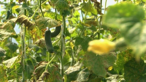 Growing cucumbers in a greenhouse. Stock Footage 314254806