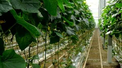 Growing cucumbers in the greenhouse by method of drip irrigation. Smooth camera Stock Footage 77263225