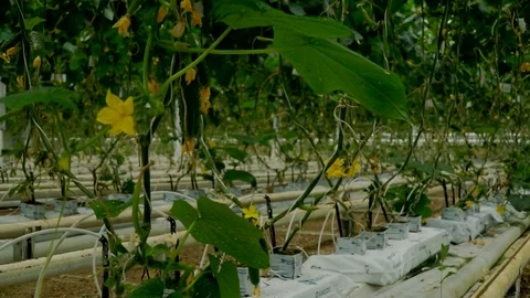 Growing cucumbers in the greenhouse by method of drip irrigation. Smooth camera Stock Footage 77263520