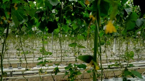 Growing cucumbers in the greenhouse by method of drip irrigation. Smooth camera Stock Footage 77264698