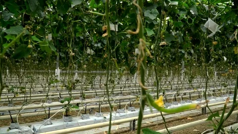 Growing cucumbers in the greenhouse by method of drip irrigation. Smooth camera Stock Footage 77265048