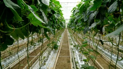 Growing cucumbers in the greenhouse by method of drip irrigation. Smooth camera Stock Footage 77265249