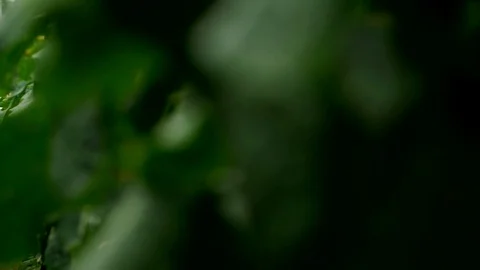 Growing cucumbers in the greenhouse by method of drip irrigation. Smooth camera Stock Footage 77265455