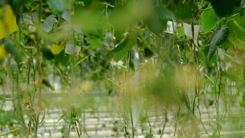 Growing cucumbers in the greenhouse by method of drip irrigation. Transition of Stock Footage 77265597