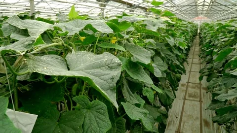 Growing cucumbers in the greenhouse by method of drip irrigation. Smooth camera Stock Footage 77266071