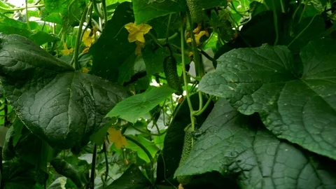 Growing cucumbers in the greenhouse by method of drip irrigation. Smooth camera Stock Footage 77266488