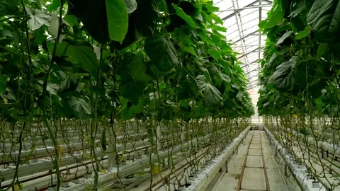 Growing cucumbers in the greenhouse by method of drip irrigation. Smooth camera Stock Footage 77268509