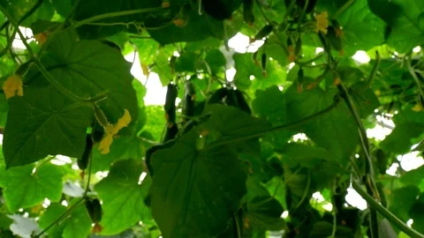 Growing cucumbers in the greenhouse by method of drip irrigation. The approach Stock Footage 77268813