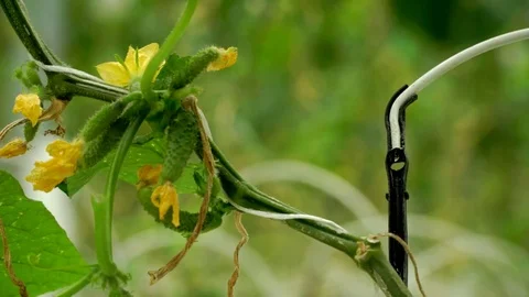 Growing cucumbers in the greenhouse by method of drip irrigation. Smooth camera Stock Footage 77269654