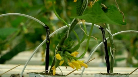 Growing cucumbers in the greenhouse by method of drip irrigation. Smooth camera Stock Footage 77269900