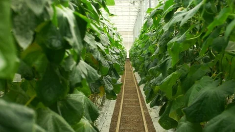 Growing cucumbers in the greenhouse by method of drip irrigation. Stock Footage 86299967