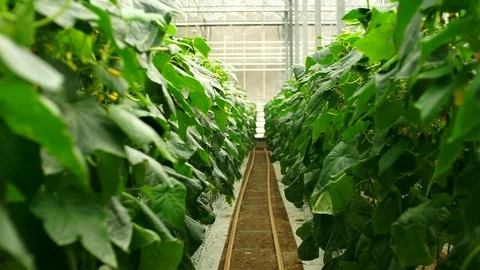 Growing cucumbers in the greenhouse by method of drip irrigation. Stock Footage 86300103