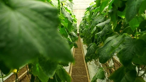 Growing cucumbers in the greenhouse by method of drip irrigation. Stock Footage 86300865