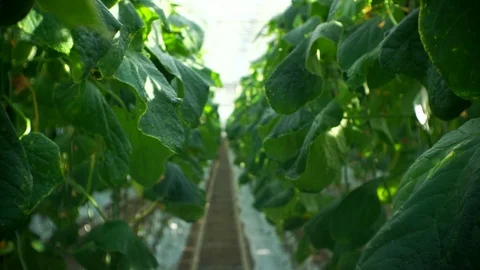 Growing cucumbers in the greenhouse by method of drip irrigation. Stock Footage 86301615