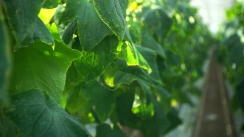 Growing cucumbers in the greenhouse by method of drip irrigation. Stock Footage 86301774