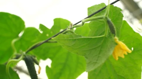 Growing cucumbers in the greenhouse by method of drip irrigation. Stock Footage 86302111