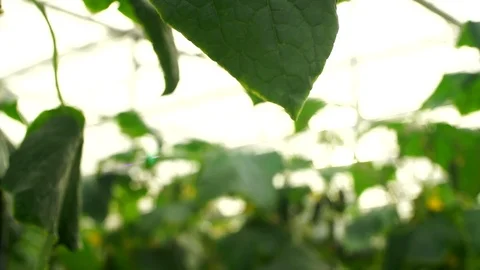 Growing cucumbers in the greenhouse by method of drip irrigation. Stock Footage 86302300
