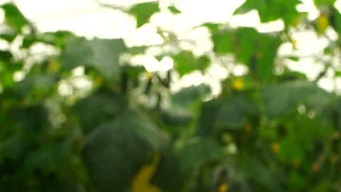 Growing cucumbers in the greenhouse by method of drip irrigation. Stock Footage 86302405