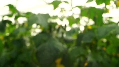 Growing cucumbers in the greenhouse by method of drip irrigation. Stock Footage 86302614