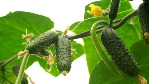 Growing cucumbers in the greenhouse by method of drip irrigation. Stock Footage 86303745