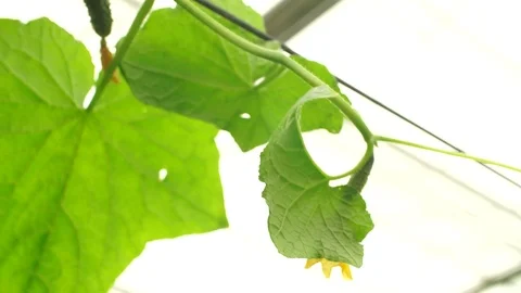 Growing cucumbers in the greenhouse by method of drip irrigation. Stock Footage 86304042