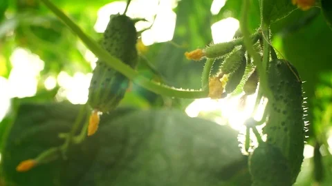 Growing cucumbers in the greenhouse by method of drip irrigation. Stock Footage 86304354