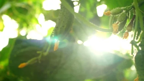 Growing cucumbers in the greenhouse by method of drip irrigation. Stock Footage 86304557