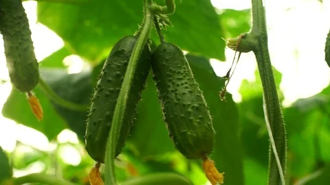 Growing cucumbers in the greenhouse by method of drip irrigation. Stock Footage 86304971