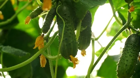 Growing cucumbers in the greenhouse by method of drip irrigation. Stock-Footage 86305663
