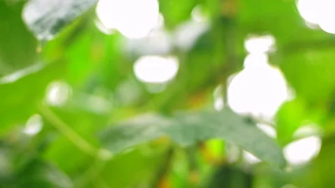 Growing cucumbers in the greenhouse by method of drip irrigation. Stock Footage 86305868