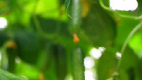 Growing cucumbers in the greenhouse by method of drip irrigation. Stock Footage 86305941