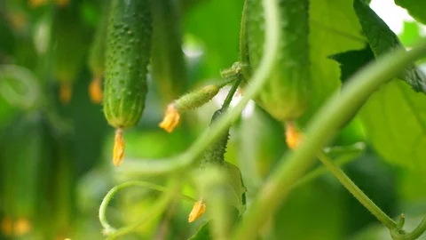 Growing cucumbers in the greenhouse by method of drip irrigation. Stock Footage 86306246