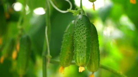 Growing cucumbers in the greenhouse by method of drip irrigation. Stock Footage 86306541
