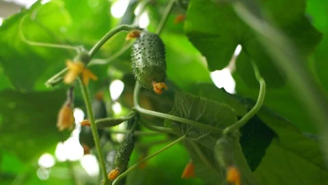 Growing cucumbers in the greenhouse by method of drip irrigation. Stock Footage 86307017