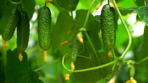 Growing cucumbers in the greenhouse by method of drip irrigation. Stock Footage 86307676