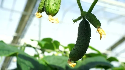 Growing cucumbers in the greenhouse by method of drip irrigation. Stock Footage 86307944