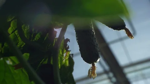 Growing cucumbers in the greenhouse by method of drip irrigation. Stock Footage 86308304