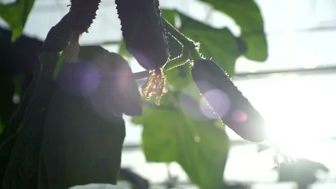 Growing cucumbers in the greenhouse by method of drip irrigation. Stock Footage 86308551