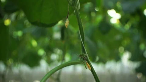 Growing cucumbers in the greenhouse by method of drip irrigation. Stock Footage 86308883
